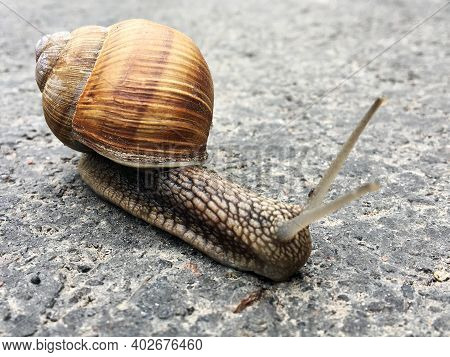 Small Garden Snail In Shell Crawling On Wet Road, Slug Hurry Home. Snail Slug Consist Of Edible Tast