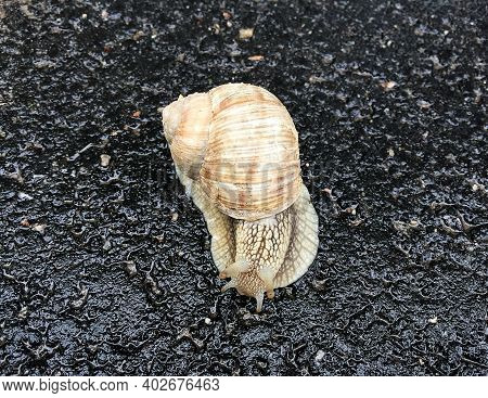 Small Garden Snail In Shell Crawling On Wet Road, Slug Hurry Home. Snail Slug Consist Of Edible Tast