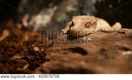 Crested Gecko On Stone. Closeup Cute Crested Gecko Lying And Resting On Rough Stone In Warm Terrariu