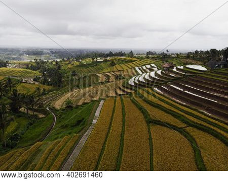 Aerial Panorama Of Rural Countryside Jatiluwih Rice Terraces Paddy Fields Farming Agriculture In Tab