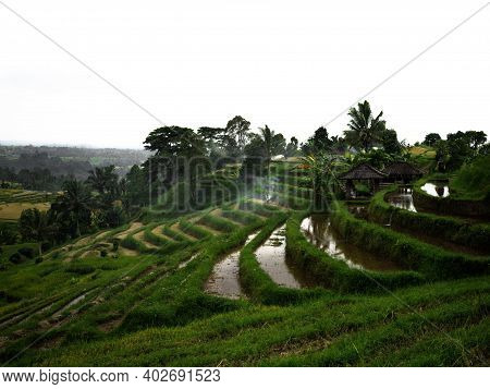 Aerial Panorama Of Rural Countryside Jatiluwih Rice Terraces Paddy Fields Farming Agriculture In Tab