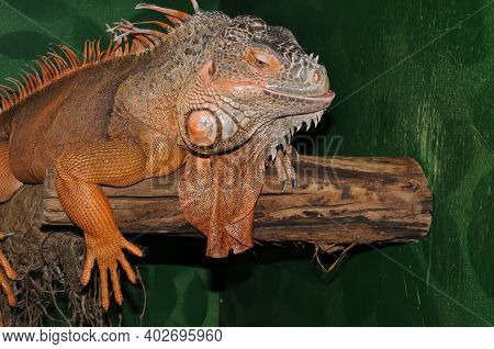 Red Iguana - Morph Green Iguana (lat. Iguana Iguana) In Terrarium