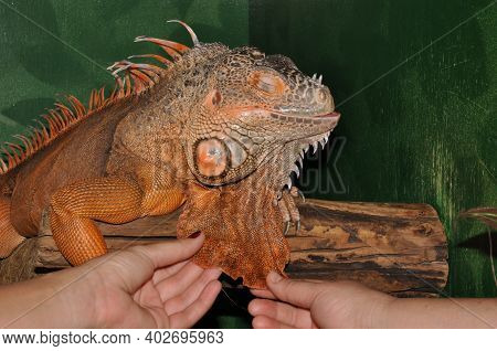 Red Iguana - Morph Green Iguana (lat. Iguana Iguana) In Terrarium