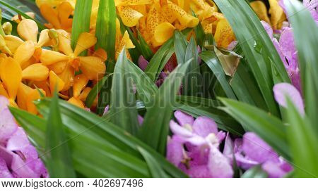 Blurred Macro Close Up, Colorful Tropical Orchid Flower In Spring Garden, Tender Petals Among Sunny 