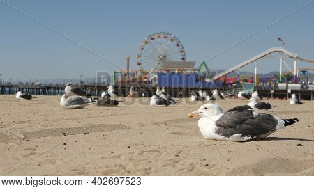 Sea Gulls On Sunny Sandy California Beach, Classic Ferris Wheel In Amusement Park On Pier In Santa M
