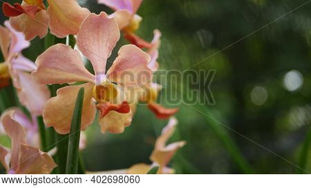 Blurred Macro Close Up, Colorful Tropical Orchid Flower In Spring Garden, Tender Petals Among Sunny 