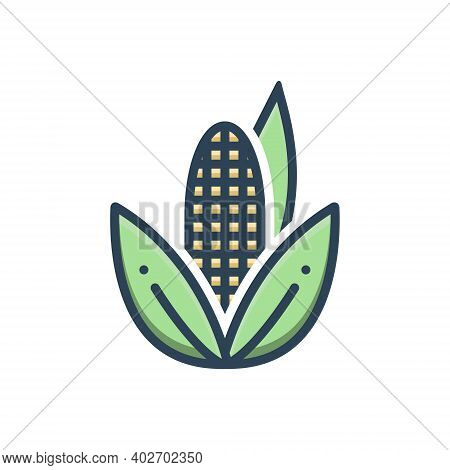 Color Illustration Icon For Corn Maize Agricultural Nutrition Sweetcorn Popcorncorn Maize Agricultur