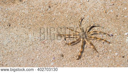Banner Sea Aquatic Unusual Nine Leg Starfish Skeleton Echinoderm Luidia Arm Taper At End Bear Fringe