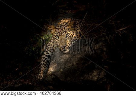 Wild Male Leopard Or Panther Resting On Big Rock In Isolated Black Background In Forest Of Central I