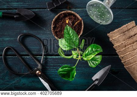 Repotting A Plant. Gardening Tools And A Small Plant, Shot From The Top On A Dark Blue Wooden Backgr