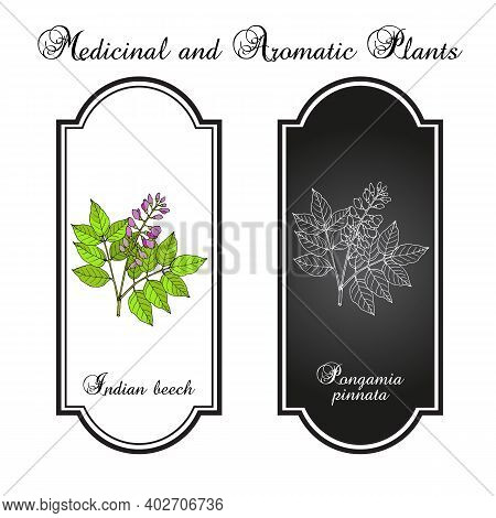 Indian Beech Or Pongam Oiltree Pongamia Or Millettia Pinnata , Medicinal Plant. Hand Drawn Botanical