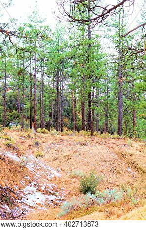 Dry Creekbed Covered With A Dusting Of Snow Surrounding An Alpine Coniferous Forest Taken In A Rural