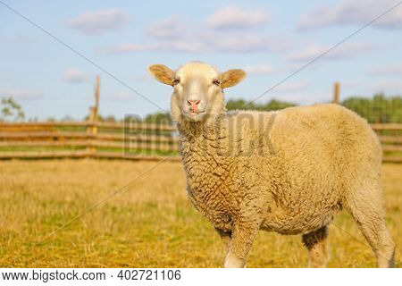 A Beautiful Light Lamb Stands And Looks Straight. Pets