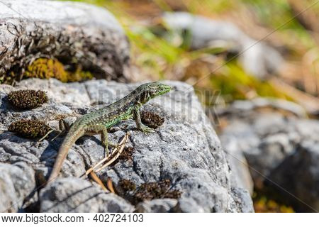Green Lizard Sits On A Stone Under The Sun. The European Green Lizard Lacerta Viridis. Background Li