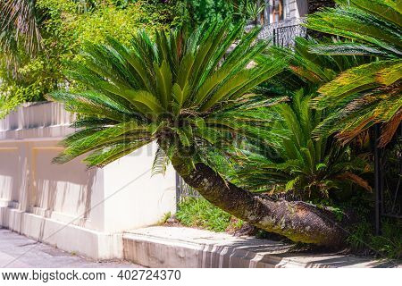 Closeup View Of Flower Of Sago Palm Or Cycas Revoluta, Also Known As King Sago Palm.