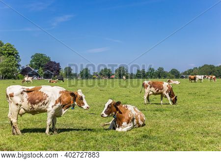Red Holstein Cows In The Dutch Landscape Near Ootmarsum In Twente, Overijssel