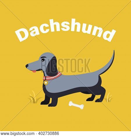 Cute Dachshund Dog Isolated On White Background. Flat Vector Illustration.