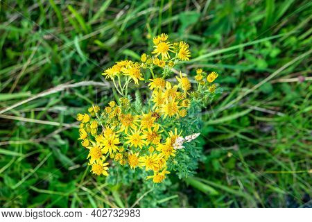 Sticky Groundsel, Senecio Viscosus, Growing On Meadow In County Donegal - Ireland