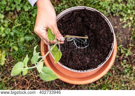 Offshoot And Cutting Plant Gardening, Woman Holding A Physalis Peruviana Plant, Topview