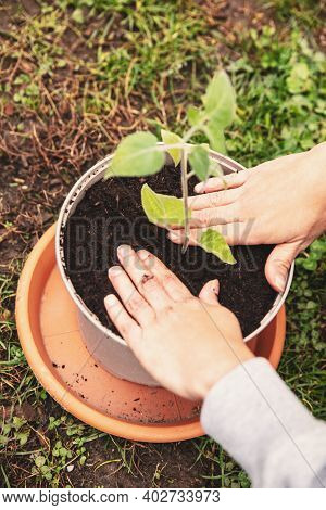 Planting And Grafting Into A Plant Pot, Young Offshoot Physalis Plant, Femals Hands