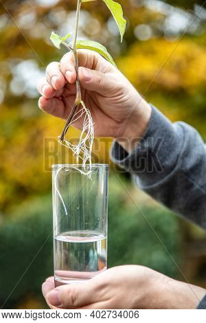 Man Holding A Glass Water With A Offshoot Plant With Roots, Details