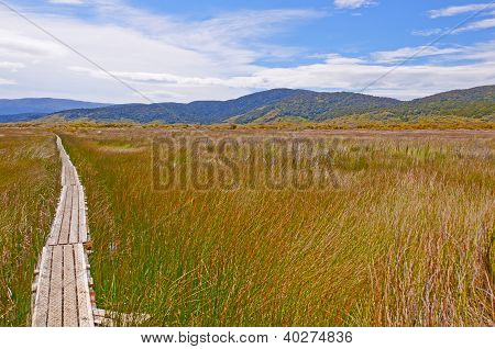 Sentier dans une zone humide naturelle