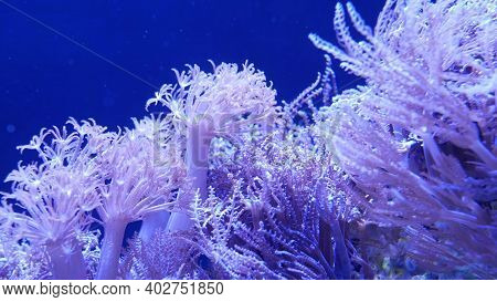 Soft Corals In Aquarium. Closeup Anthelia And Euphyllia Corals In Clean Blue Water. Marine Underwate
