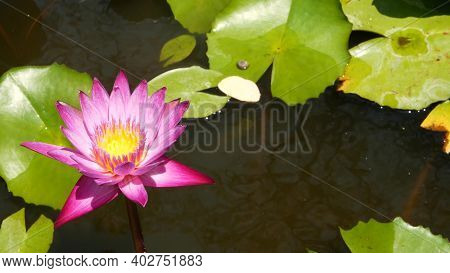 Floating Water Lilies In Pond. From Above Of Green Leaves With Pink Water Lily Flowers Floating In T