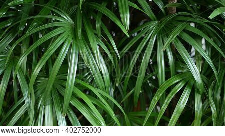 Blurred Close Up, Bright Juicy Exotic Tropical Jungle Leaves Texture Backdrop, Copyspace. Lush Folia