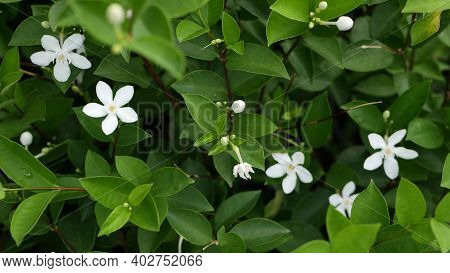 Blurred Close Up Macro Of Colorful Tropical Flower In Spring Garden With Tender Petals Among Sunny L