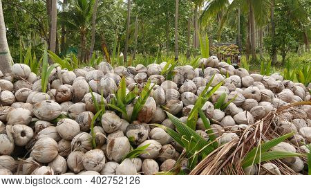 Coconut Farm With Nuts Ready For Oil And Pulp Production. Large Piles Of Ripe Sorted Coconuts. Parad