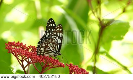 Tropical Exotic Butterfly In Jungle Rainforest Sitting On Green Leaves, Macro Close Up. Spring Parad