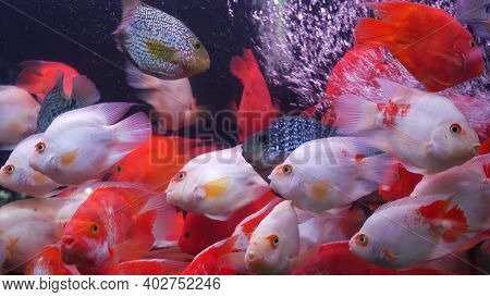 Diversity Of Tropical Fishes In Exotic Decorative Aquarium. Assortment In Chatuchak Fish Market Pet 