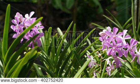 Blurred Macro Close Up, Colorful Tropical Orchid Flower In Spring Garden, Tender Petals Among Sunny 