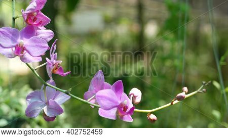 Blurred Macro Close Up, Colorful Tropical Orchid Flower In Spring Garden, Tender Petals Among Sunny 