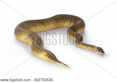 Adult Pinstripe Cinnamon Pastel Fire Ballpython Aka Python Regius Snake. Full Body Shot On White Bac