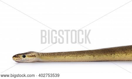 Adult Pinstripe Cinnamon Pastel Fire Ballpython Aka Python Regius Snake. Head Shot On White Backgrou
