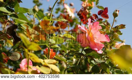 English Roses Garden. Rosarium Floral Background. Tender Flowers Blooming, Honey Bee Collects Pollen