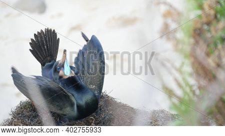 Double-crested Cormorant Displaying Plumage Feathers On Rock. Sea Birds Reproduction Behavior On Cli