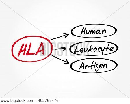 Hla - Human Leukocyte Antigen Acronym, Medical Concept Background