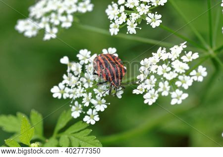 Extreme Closeup View  Of A Bug (graphosoma Italicum)