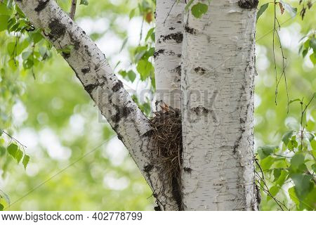Song Thrush Nestlings In The Nest On A Tree Among The Branches.