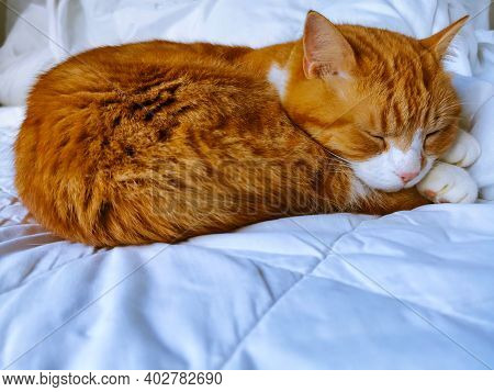 Ginger Cat Peacefully Sleeping On White Bedding