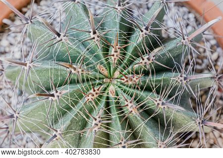 Close Up Of Cattus In Potted In Garden.