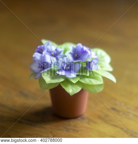 Violet Saintpaulias Flowers Commonly Known As African Violets Parma Violets Close Up Isolated Colore