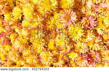 Daisy flowers. Bright floral background with yellow daisies