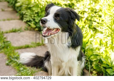 Outdoor Portrait Of Cute Smiling Puppy Border Collie Sitting On Grass Park Background. Little Dog Wi