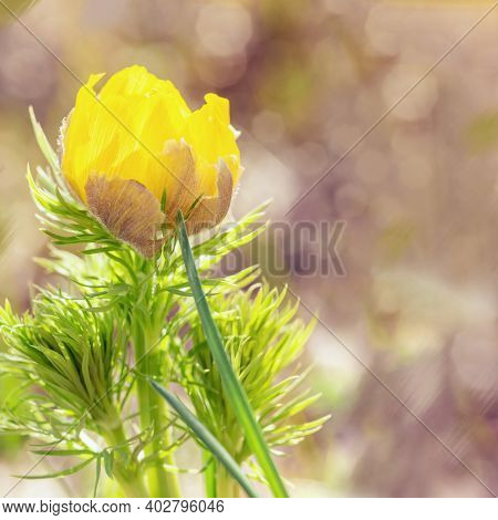 Beautiful Floral Background With First Spring Flower Adonis. Natural Yellow Flower Close Up In Natur