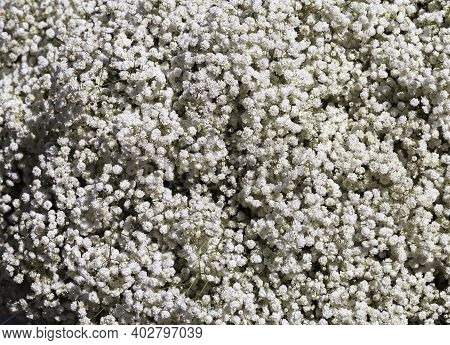 Natural Floral Background. Background Consisting Of Small White Flowers