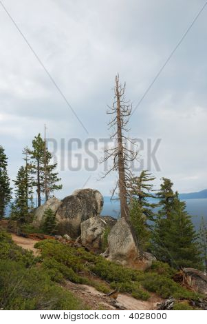 Mrtvý strom nad jezero Tahoe